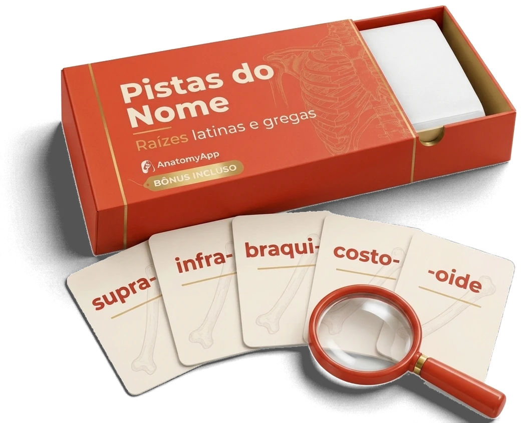 Pistas do nome: raízes latinas e gregas