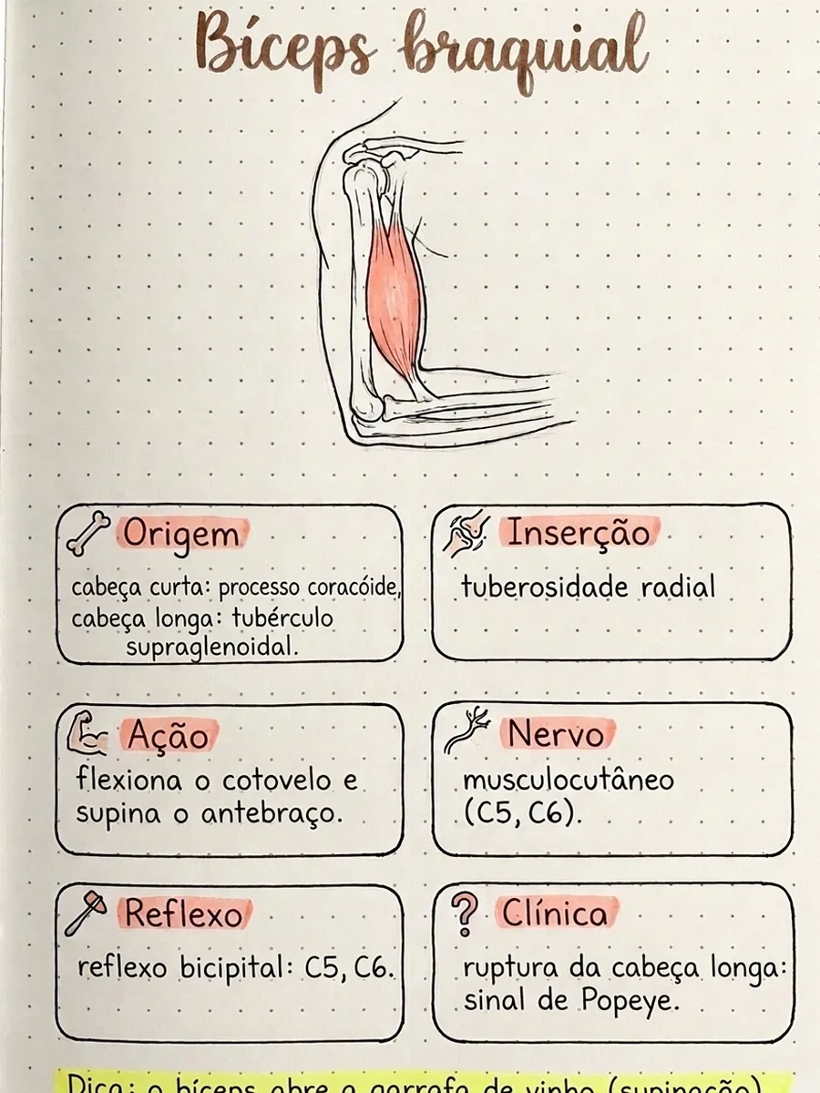 Ficha: Bíceps braquial