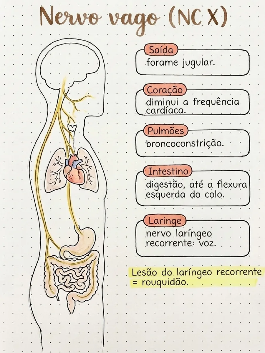 Ficha: Nervo vago