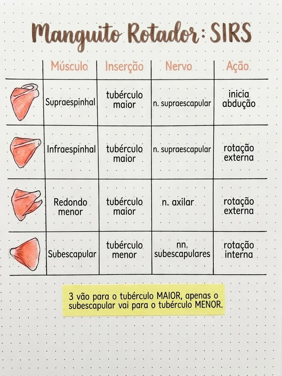 Página: Manguito rotador: resumo